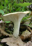Hygrophorus cossus